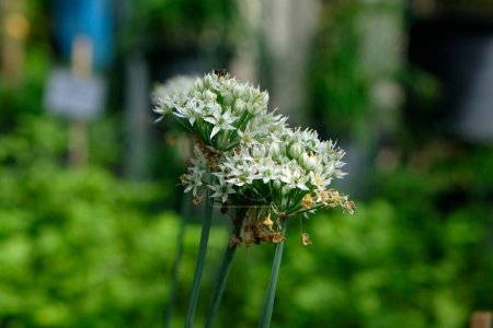 Blühender Knoblauch Schnittlauch - Allium tuberosum 'NewBelt