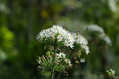 Blühender Knoblauch Schnittlauch - Allium tuberosum 'NewBelt