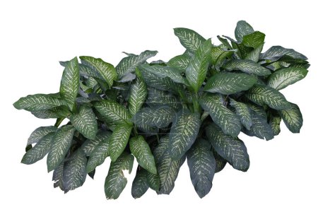 Téléchargez les photos : Dieffenbachia seguine, Dumb cane has beautiful pattern of green and white colors leaves, isolated on white background,with clipping path. - en image libre de droit