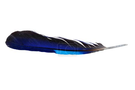 Blue feather (Coracias affinis) isolated on white background,with clipping pat