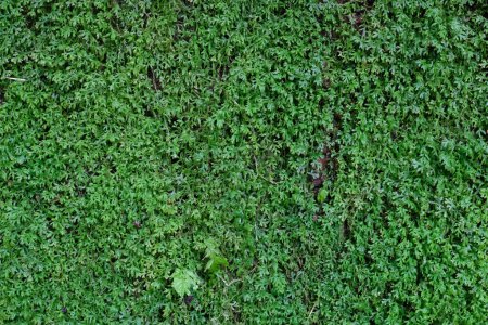 Grünes Moos auf altem Betonboden, grüne Wand
