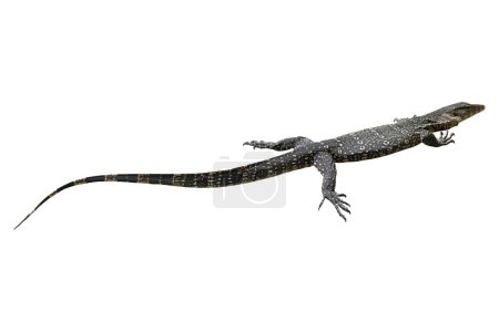 Foto de El monitor de agua (Varanus salvator) es un gran lagarto nativo del sur y sudeste de Asia. El monitor de agua asiático se encuentra entre los lagartos más grandes del mundo - Imagen libre de derechos