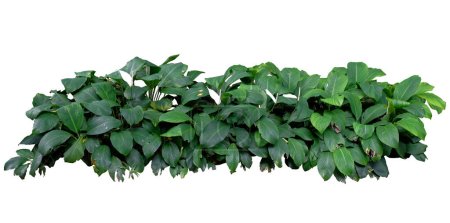 Grüne Pflanze (Friedenslilie - Spathiphyllum Lanceifolium) isoliert auf weißem Hintergrund, mit Klapptuch