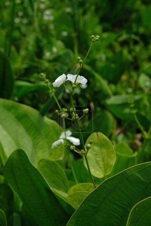 Planta espada mexicana y flores (Echinodorus palifolius) también conocido como aire Melati
