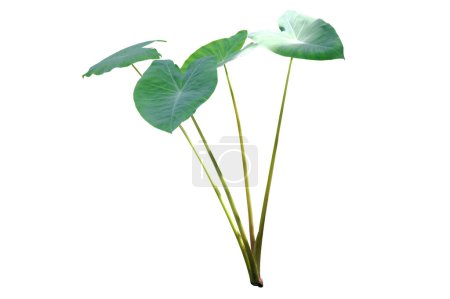  Taro Pflanzenblätter Isoliert auf weißem Hintergrund. mit Schnittpfad