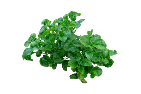 Fresh watercress isolated on white background,with clipping path