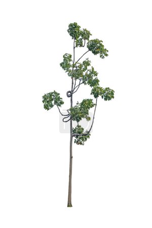 Ton Samrong or Bastard poom it is rare trees (Sterculia foetida   L.),isolated on white background with clipping path