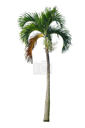 Manila palm trees  isolated on white background with clipping path 