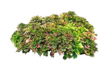 Coleus or Painted Nettle (Plectranthus scutellarioides) with green-yellow-red spotted pattern in the garden. isolated on white background with clipping path.