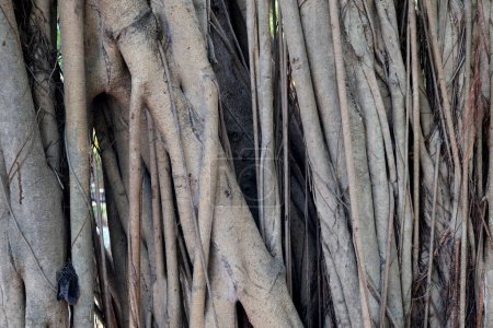Abstract background with natural pattern of aerial roots of the tropical plant of Ficus Benghalensis, known as Indian banyan tree or banyan fig