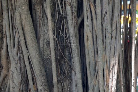 Abstract background with natural pattern of aerial roots of the tropical plant of Ficus Benghalensis, known as Indian banyan tree or banyan fig