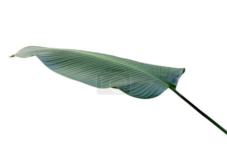 Tropical Green Leaves of Calathea lutea (Aubl.) G. Mey., Cigar Calathea Plant Isolated on White Background , with clipping path