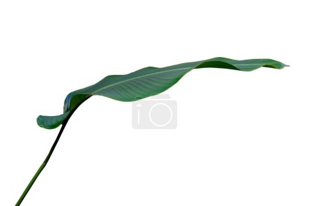 Tropical Green Leaves of Calathea lutea Aubl. G. Mey., Cigar Calathea Plant Isolated on White Background , with clipping path