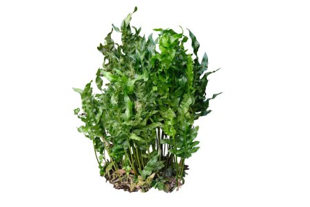 Fresh green Phymatosorus Scolopendria Golden Twisted fern.the garden landscaping shrub isolated on white background, clipping path included.