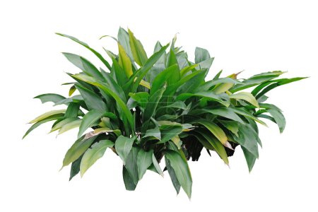 Aspidistra elatior plant isolated on white background with clipping pat
