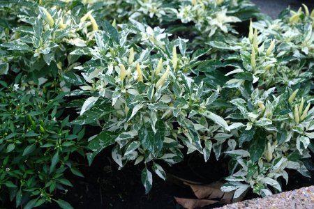 Hot Palette Pepper , A knockout ornamental chilli with variegated white and green leaves augmented by colourful fruit