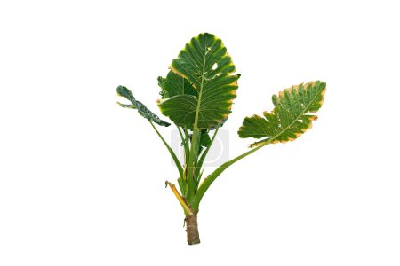 Grünes Blatt der Giant Taro Pflanze, bekannt als Dieffenbachia, Elefantenohr, Alocasia machrorhiza, Cunjevoi, isoliert auf weißem Hintergrund mit Schnittpfad 