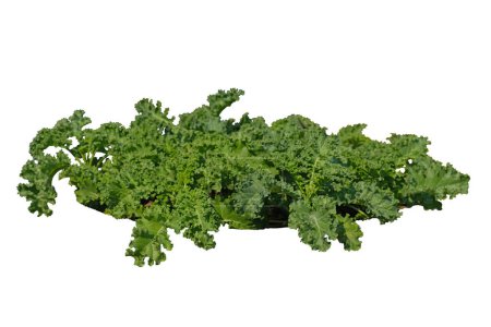 Curly kale isolated on white background with clipping path.