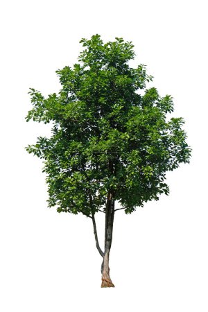 higo de bengala (Ficus altissima Blume) árbol, aislado sobre fondo blanco con camino de recorte.