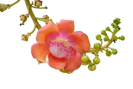 Cannonball tree flower or Couroupita guianensis isolated on white background. with clipping pat