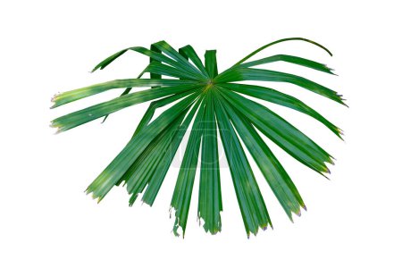 Fresh Green Leaf of Licuala spinosa, Mangrove Fan Palm Isolated on White Background with Clipping Pat