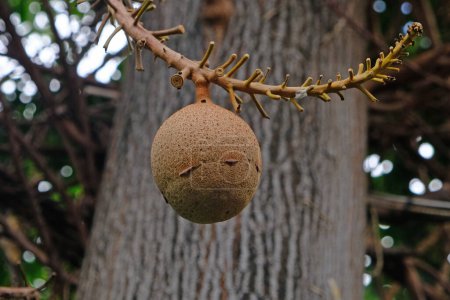 Shorea robusta fruit branch hanging on tree closeup