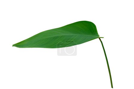 Green Leaves of Water Canna, Thalia dealbata, Plant Isolated on White Background , with clipping pat