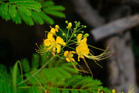 Enana amarilla poinciana, cerca de flores, cresta de pavo real, orgullo de los barbados paraíso flor floreciendo en garde tge