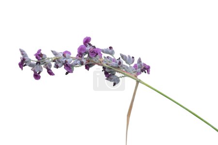 Flor de Canna de agua (Thalia dealbata Fraser