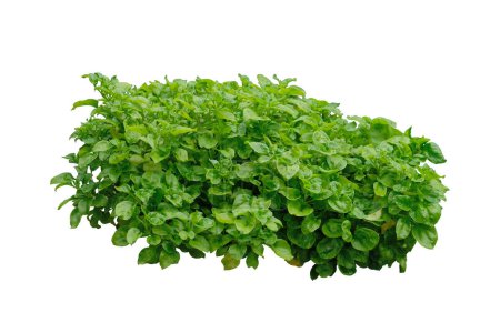 Watercress plant ,isolated on white background ,with clipping path