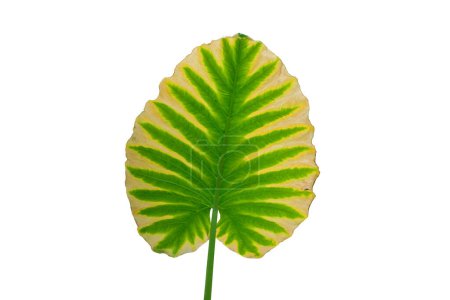 Décomposition de la texture des feuilles géantes Taro, Alocasia ou Elephant ear green isolées sur fond blanc
