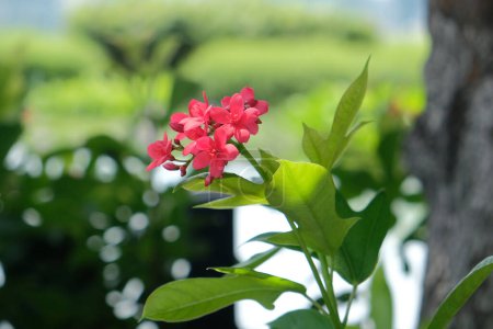 Rote Würzige Jatropha-Blume, Peregrina im Garten auf unscharfem Hintergrund