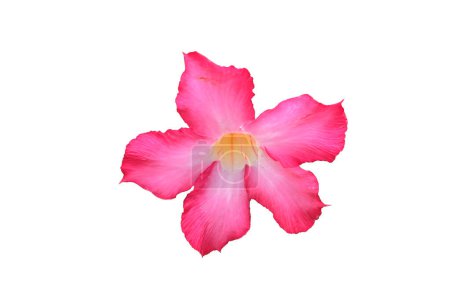 Adenium flower (Adenium obesum) or Desert rose, Mock Azalea, Pinkbignonia or Impala lily or Kemboja jepang, White and pink flower, isolated on white background. with clipping pat