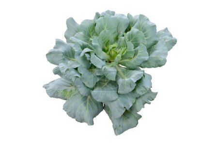 Ornamental Cabbage (Brassica Oleracea) isolated on a white background with clipping path. Decorative Cabbage.