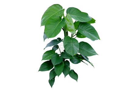 Tropical vine (Epipremnum aureum) with variegated leaves , isolated on white background, with clipping path
