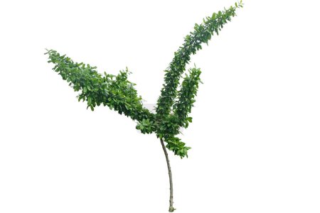 Manilkara Hexandra Baum, Pflanze am Strand, Ceylon Eisen Holz, Milchbaum, isoliert auf weißem Hintergrund mit Clipping Pfad.