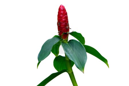 Red Button Ginger flower bud (Costus woodsonii) Isolated on White background and clipping path.