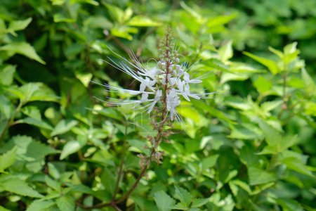 Bigotes de gato (Orthosiphon aristatus) flores y brotes blancos