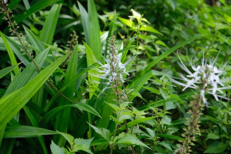 Téléchargez les photos : Moustaches de chat (Orthosiphon aristatus) fleurs et bourgeons blancs - en image libre de droit