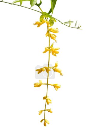 Nong Noch vine (Petraeovitex bambusetorum) isolated on white background, with clipping path ,Ornamental climbing plant with yellow drooping flowers.