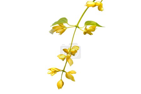 Photo for Nong Noch vine (Petraeovitex bambusetorum) isolated on white background, with clipping path ,Ornamental climbing plant with yellow drooping flowers. - Royalty Free Image