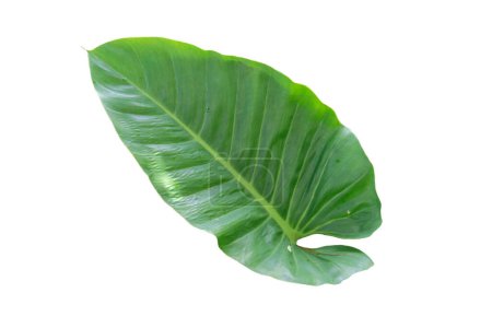 Alocasia odora foliage  leaf, isolated on white background with clipping path