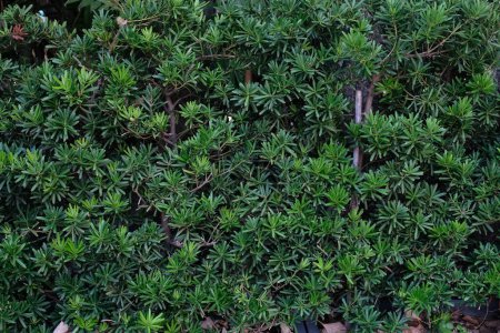 Podocarpus polystachyus leaf texture in garden,abstract nature green background