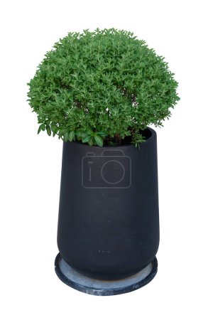 Photo for Barometer bush in a potted  isolated on white background,Exterior interior decoration,with clipping pat - Royalty Free Image