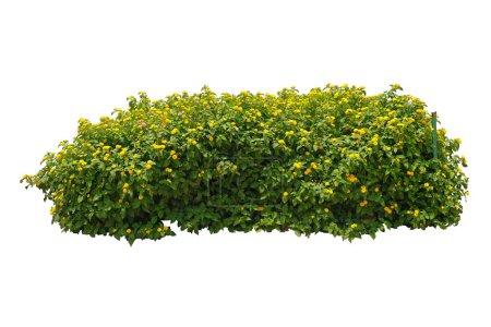 Photo for Yellow flower bush tree, Lantana camara flower,  isolated on white background with clipping path. - Royalty Free Image