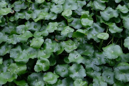 Centella asiatica, feuilles de plantes médicinales de Centella asiatica connu sous le nom de gotu kola. Fermer les feuilles de Gotu kola. feuille verte fraîche texture fond.