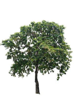 Tropische Mandel oder indische Mandel tropischer Baum isoliert auf weißem Hintergrund mit Clipping-Pfad