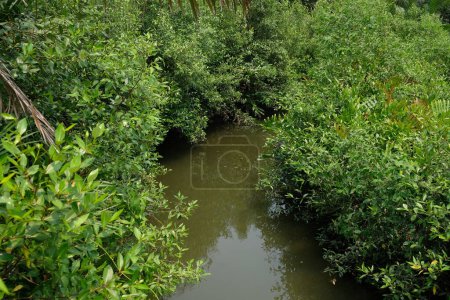 Petit canal dans la forêt de mangrove.Thaïlande
