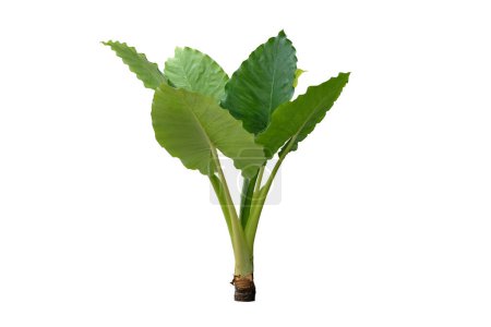Alocasia macrorrhizos, Alocasia odora, Close up beautiful big green leaf with stalk isolated on white background. with clipping pat