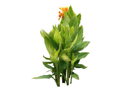 Tropical garden landscaping plant variegated  of Canna or (Canna indica L.) isolated on white background with clipping path, nature layout.